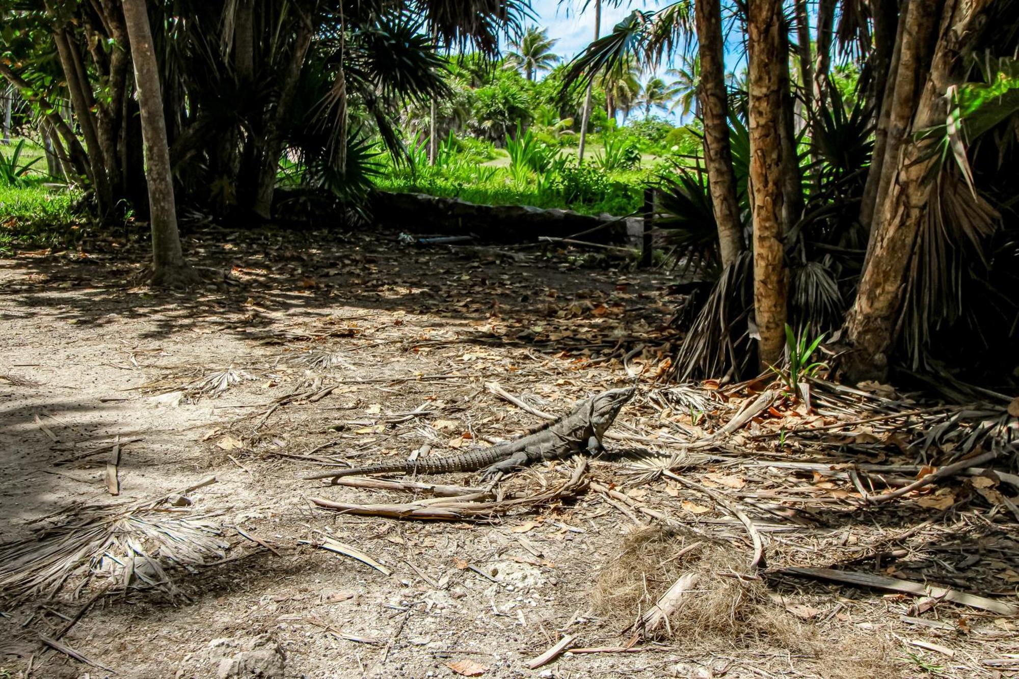 Studio @ Mestiza, 307B Tulum Pueblo Buitenkant foto